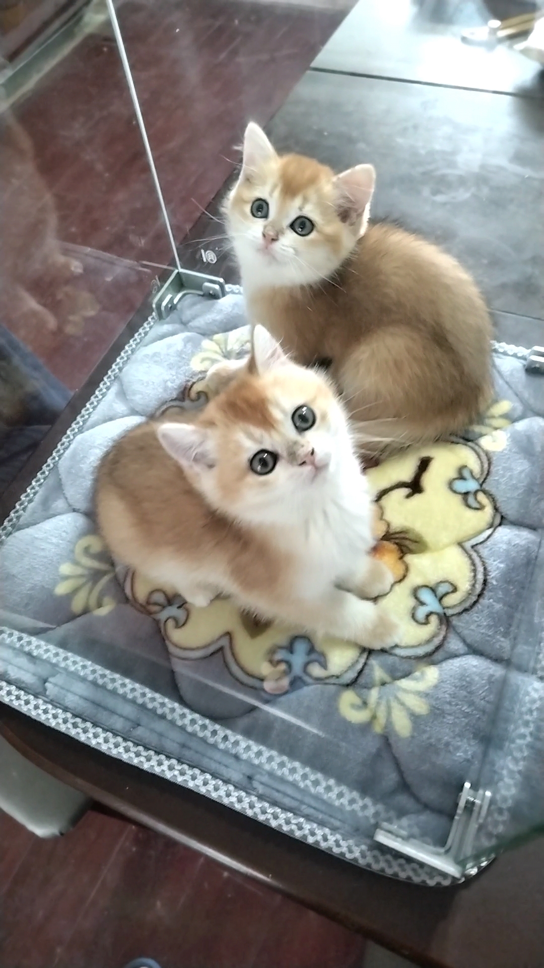 金渐层短毛